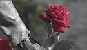 Le rose di Santa Rita