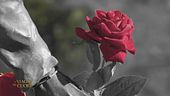 Le rose di Santa Rita