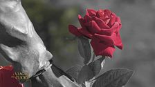 Le rose di Santa Rita