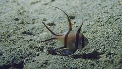 Ep. 3 - Creature bizzarre