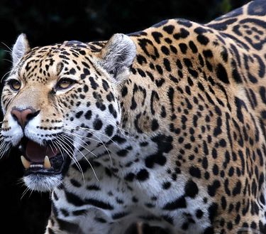 Ep. 3 - Predatori a sangue freddo