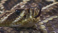 Ep. 3 - Predatori a sangue freddo