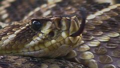 Ep. 3 - Predatori a sangue freddo