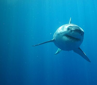 Wild Nuova Zelanda: l'ultimo paradiso