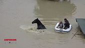 Il salvataggio degli animali dopo l'alluvione in Romagna