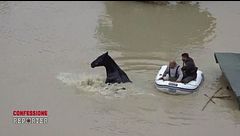 Il salvataggio degli animali dopo l'alluvione in Romagna