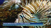 Italia invasa da insetti e pesci tropicali