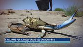 È allarme per il proliferare del granchio blu