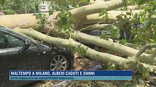 Maltempo a Milano, alberi caduti e danni