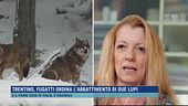 Trentino, Fugatti ordina l'abbattimento di due lupi
