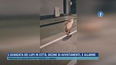 L'avanzata dei lupi in città, decine di avvistamenti, è allarme