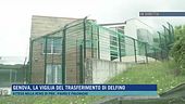 Genova, la vigilia del trasferimento di Delfino
