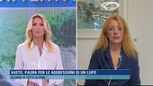 Vasto, paura per le aggressioni di un lupo