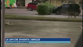La lupa che spaventa l'Abruzzo