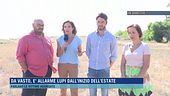 Da Vasto, è allarme lupi dall'inizio dell'estate