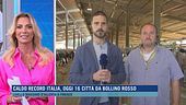 I rimedi per sconfiggere l'afa, parla un allevatore di bovini.