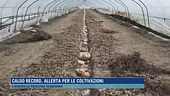 Caldo record, allerta per le coltivazioni