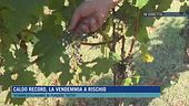 Caldo record, la vendemmia a rischio