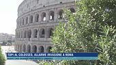 Topi al Colosseo, allarme invasione a Roma