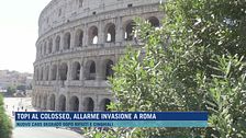 Topi al Colosseo, allarme invasione a Roma