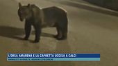 L'orsa Amarena e la capretta uccisa a calci