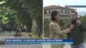 Orsa Amarena, si cercano i cuccioli non autonomi