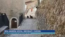 Orsa Amarena uccisa, individuati i cuccioli