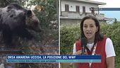 Orsa Amarena uccisa, la posizione del WWF