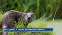 Dalle lontre, ai carrubi, passando per il fratino