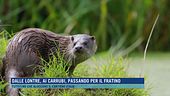 Dalle lontre, ai carrubi, passando per il fratino