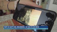 Furti di gatti nel bolognese, 30 casi in un mese