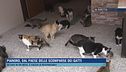 Pianoro, dal paese delle scomparse dei gatti
