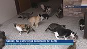 Pianoro, dal paese delle scomparse dei gatti