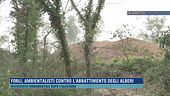 Forlì, ambientalisti contro l'abbattimento degli alberi