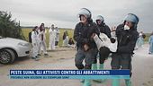 Peste suina, gli attivisti contro gli abbattimenti