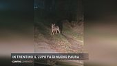 In Trentino il lupo fa di nuovo paura