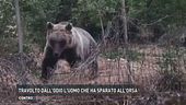 Travolto dall'odio l'uomo che ha sparato all'orsa Amarena