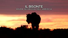 Il bisonte: anima selvaggia dell'America