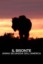 Il bisonte: anima selvaggia dell'America