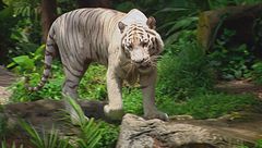 Ep. 1 - Gli animali della giungla