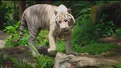 Ep. 1 - Gli animali della giungla