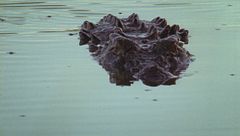 Ep. 2 - Gli animali delle zone umide