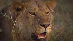 Ep. 5 - Gli animali della prateria