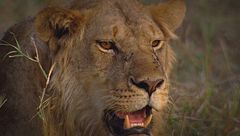 Ep. 5 - Gli animali della prateria