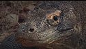 Ep. 6 - Gli animali degli ambienti estremi