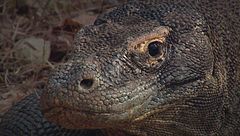 Ep. 6 - Gli animali degli ambienti estremi