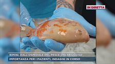 Oscar, il pesce dei bimbi dell'ospedale di Rimini