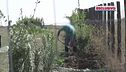 Trevignano, la piantumazione al campo delle rose