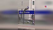 Pavoni invadono Arenzano, il comune li regala