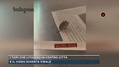 I topi che litigano in centro città